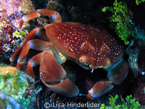 Bat Wing Crab posing pretty! by Lisa Hinderlider 